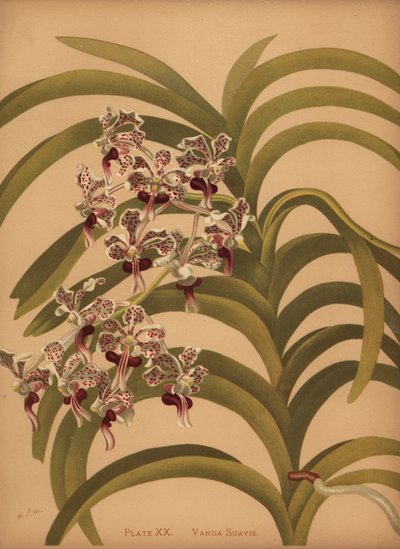 Vanda tricolor var da Unknown
